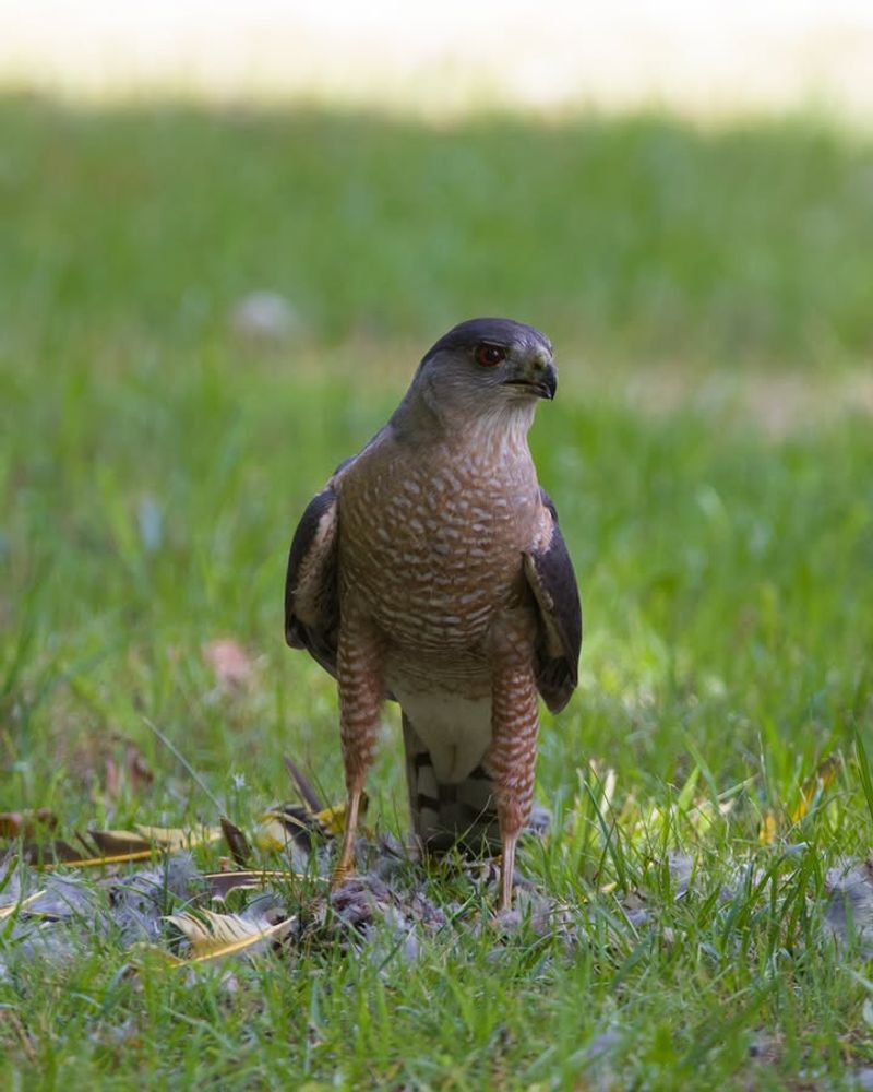 The Hawk May Be Patrolling A Regular Route