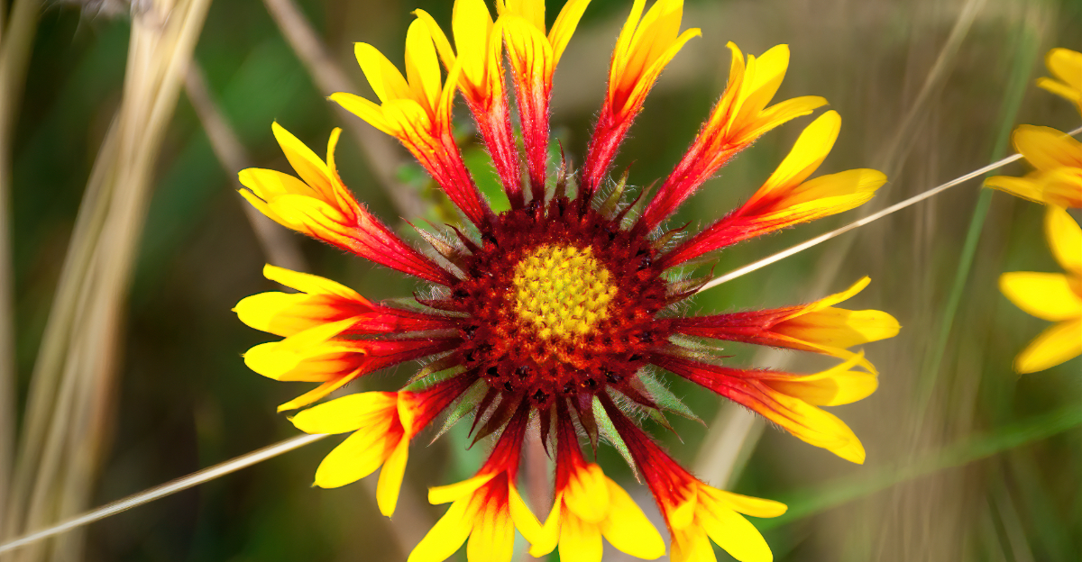 lanceleaf blanketflower