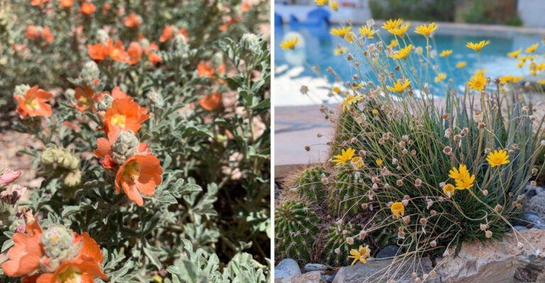 The Heat-Tolerant Arizona Flowers That Bloom Without Constant Watering