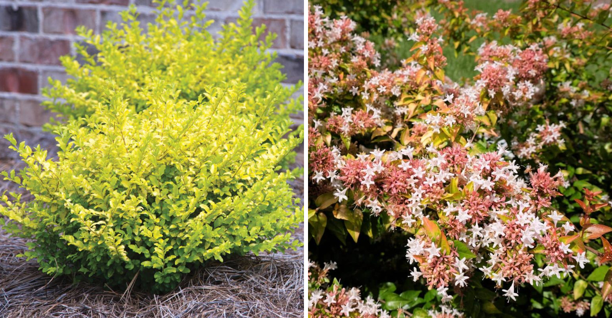 sunshine ligustrum and abelia