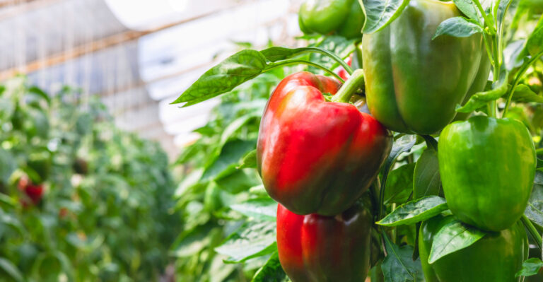 The Heat-Tolerant Vegetable Still Producing In New York Gardens