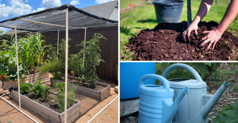 The Heat-Wave Prep Checklist California Gardeners Should Do The Night Before