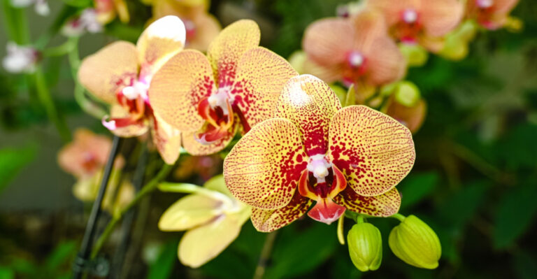 The Heatwave Mistake That’s Quietly Stopping Blooms, And The Care Nevada Orchids Need This July