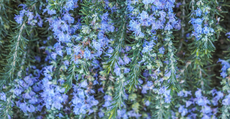 The Herb New Jersey Gardeners Are Overlooking For A Stunning Blue Ground Cover