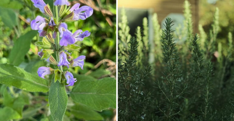 The Herb Tennessee Gardeners Should Pair With Rosemary In July