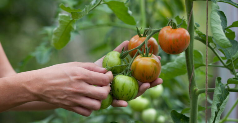 The Hidden Cause Behind Small Tomatoes Most Gardeners Miss