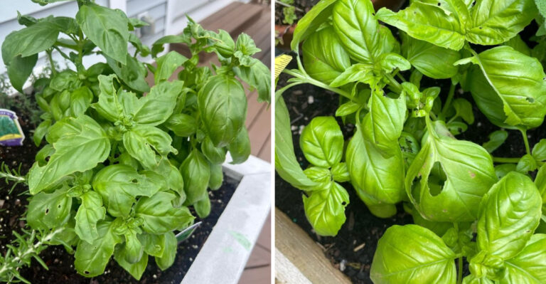 The Hidden Pest Michigan Gardeners Should Check For When Basil Leaves Look Shredded Overnight