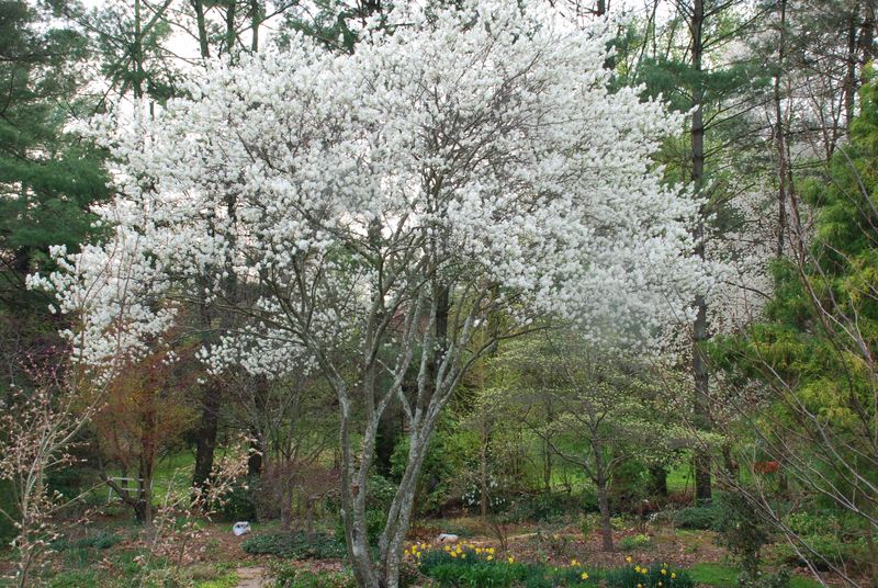 The Hidden Tree Is Likely Downy Serviceberry