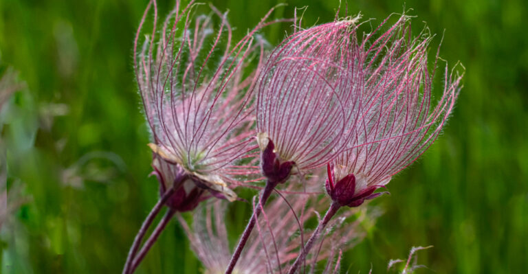 The High Desert Oregon Plants That Actually Thrive When Summer Refuses To Rain