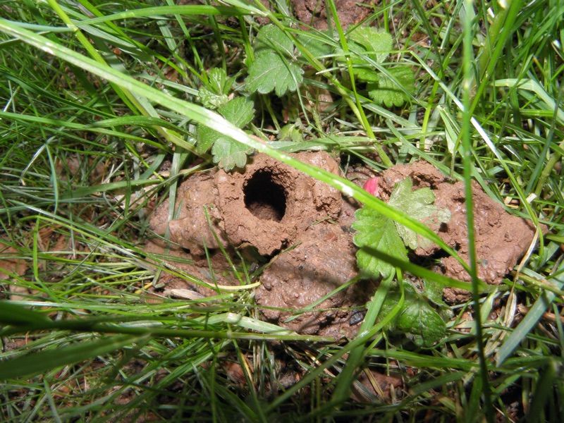 The Holes In The Lawn Are Individual Burrows
