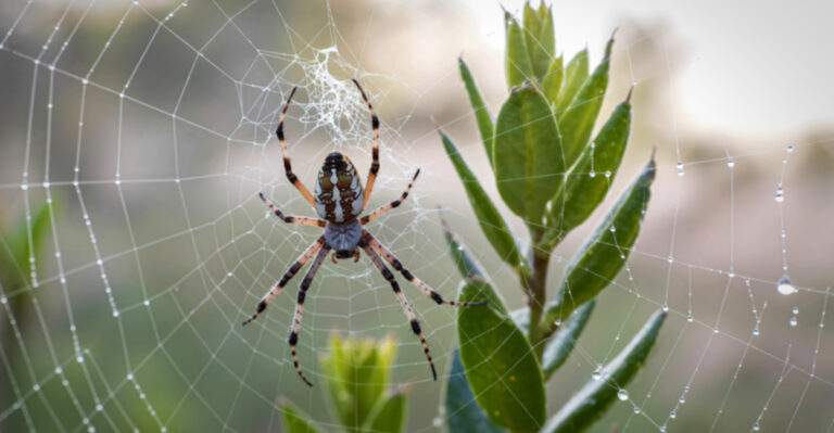 The Huge Spider Webs Appearing Across Ohio Yards In August (And Why You Should Leave Them)