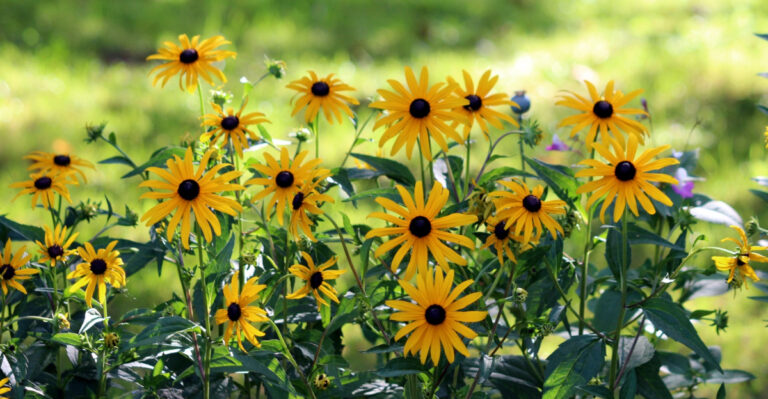 The Humidity-Proof Perennial Every Tennessee Garden Needs