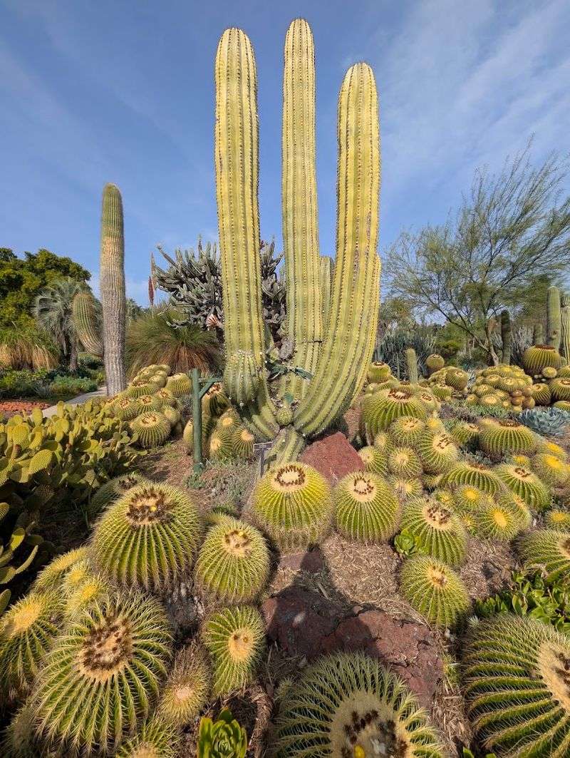 The Huntington Desert Garden Is San Marino’s Cactus Showpiece The Huntington Desert Garden Is San Marino’s Cactus Showpiece