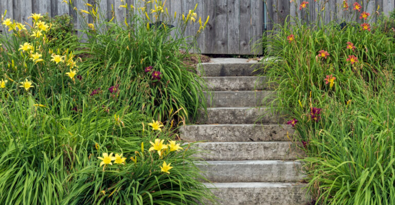 The Ideal Time To Divide Daylilies In Illinois For Fuller Clumps Next Year