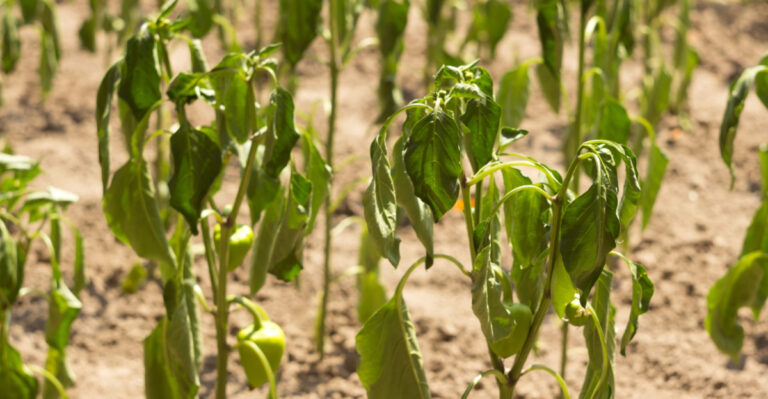 The Indiana Yard Mistakes That Keep Roots Heat-Stressed All Summer Long