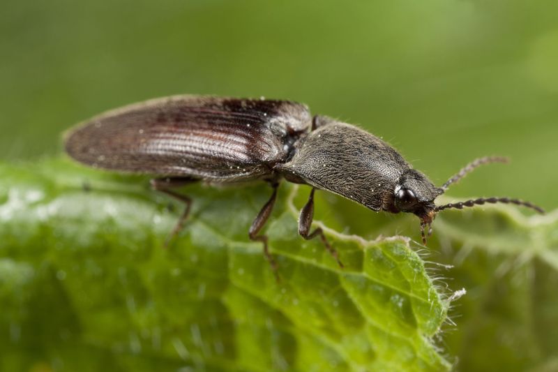 The Insect Is A Click Beetle The Insect Is A Click Beetle