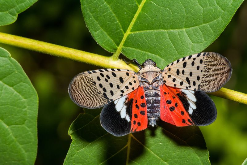 The Insect Is The Spotted Lanternfly