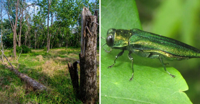 The Invasive Beetle Destroying Pennsylvania Ash Trees That Homeowners Should Know About