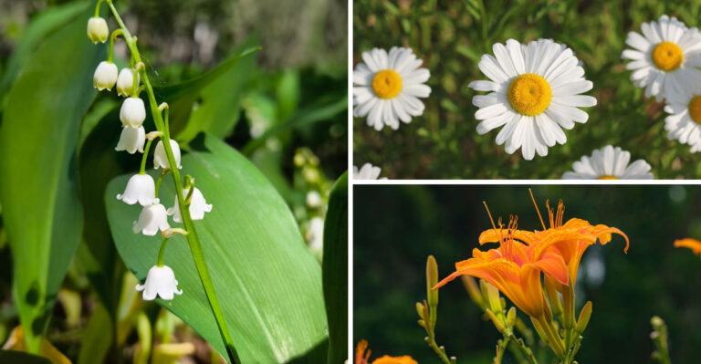 The Invasive Flowers Iowa Gardeners Should Think Twice About Planting