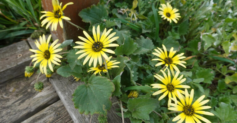 The Invasive Flowers You’ll Regret Planting In California Yards
