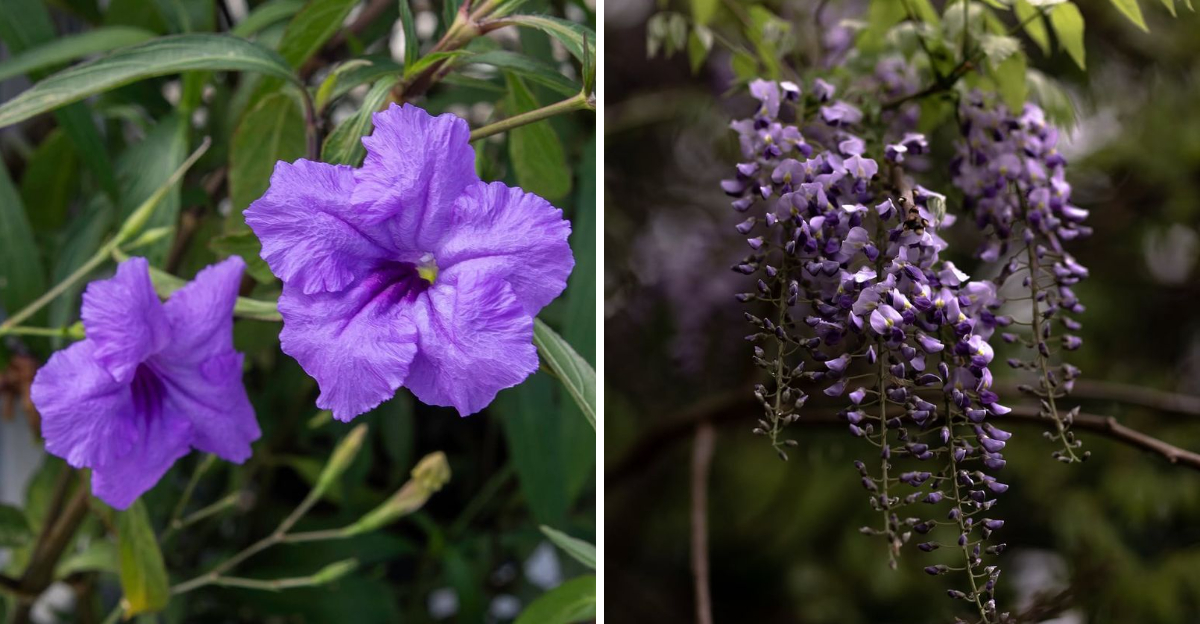 mexican petunia and japanese wisteria