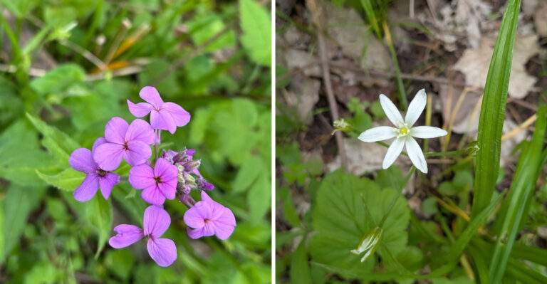 dame's rocket and star of bethlehem