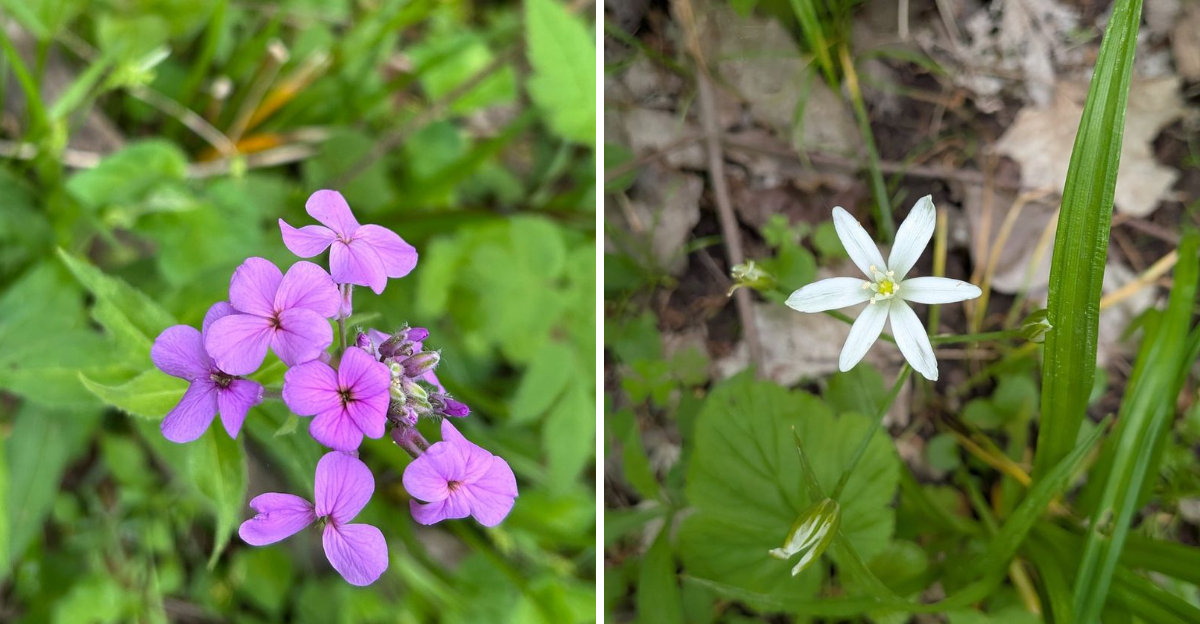 dame's rocket and star of bethlehem