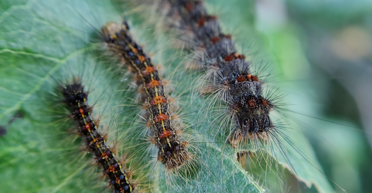spongy moth