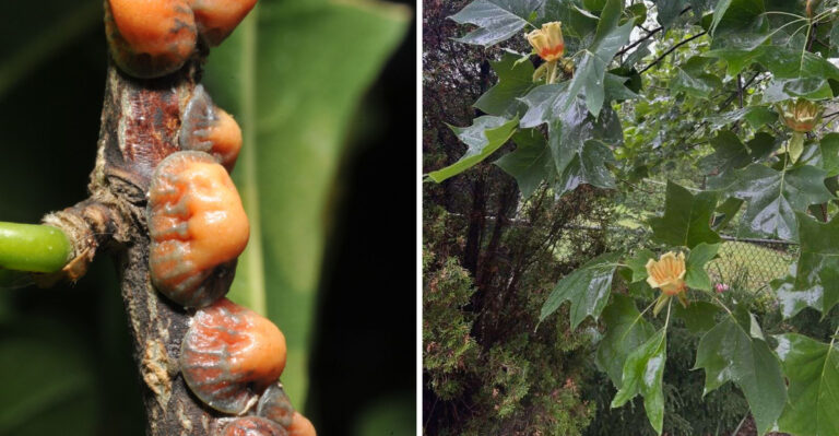 tuliptree scale and tulip poplar tree