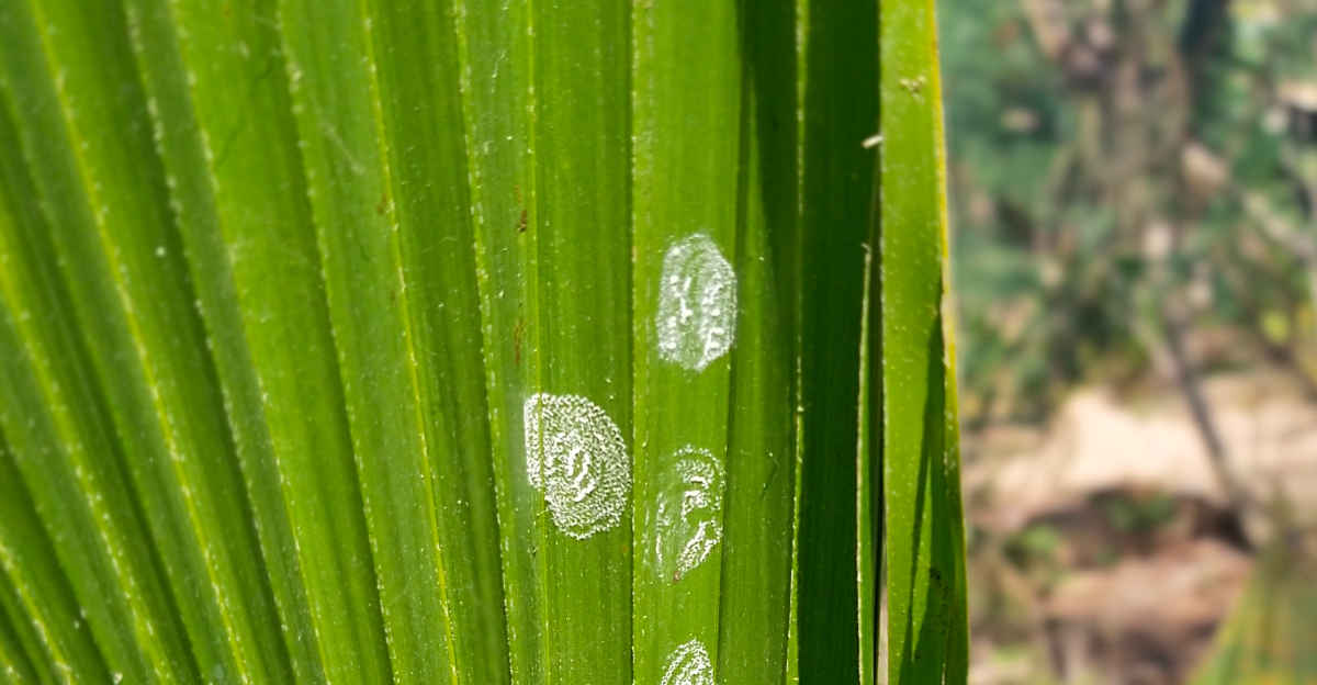 Rugose Spiralling Whitefly