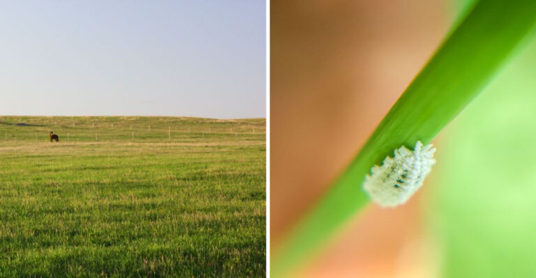 The Invasive Pest Turning Texas Pastures Reddish-Brown Across 70 Counties