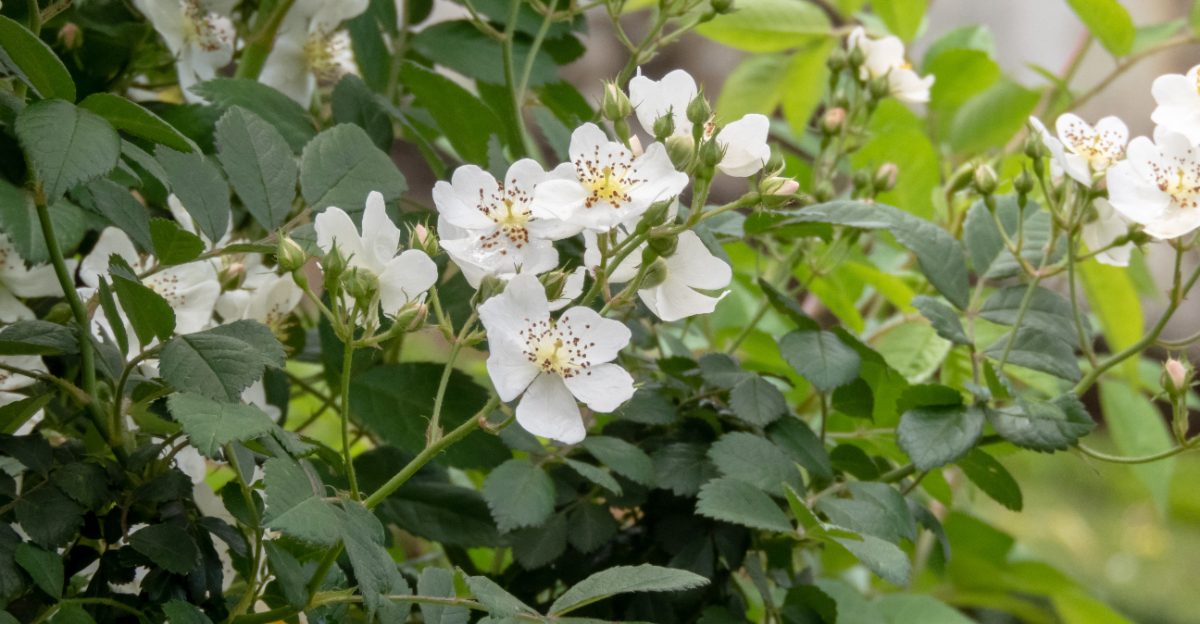 multiflora rose