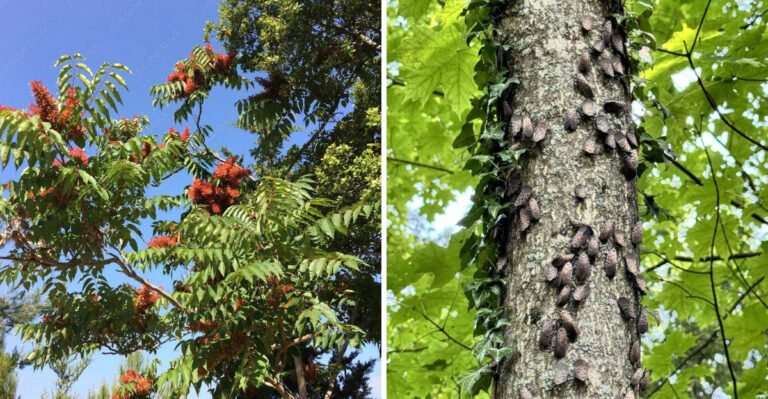 The Invasive Tree Spreading Spotted Lanternfly Through Pennsylvania Yards