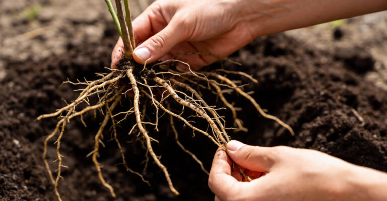 The Iowa Gardener’s Approach To Moving Plants Without Setting Them Back