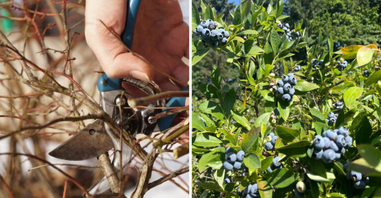 The July Blueberry Pruning Mistake That Can Reduce Next Year’s Harvest In Georgia