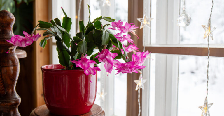 The July Christmas Cactus Care Tips Virginia Gardeners Need For A Winter Bloom Display