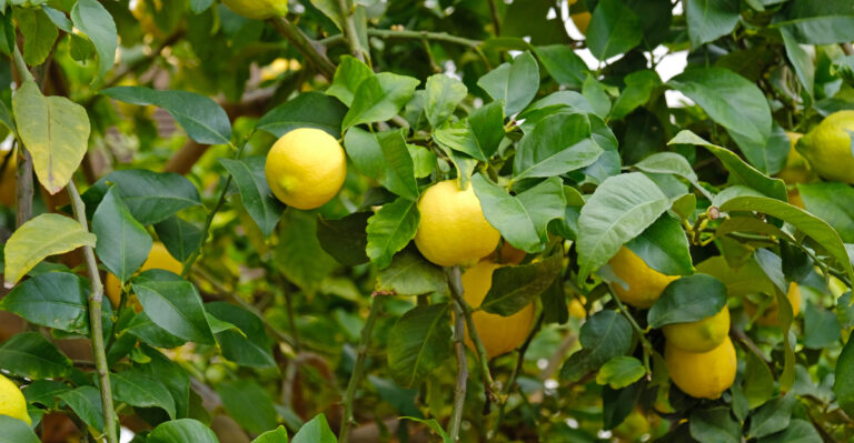 citrus tree (featured image)