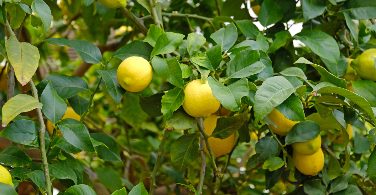 citrus tree (featured image)