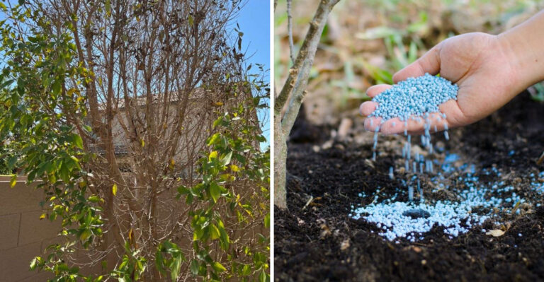 The July Feeding Mistake Burning Arizona Desert Plants