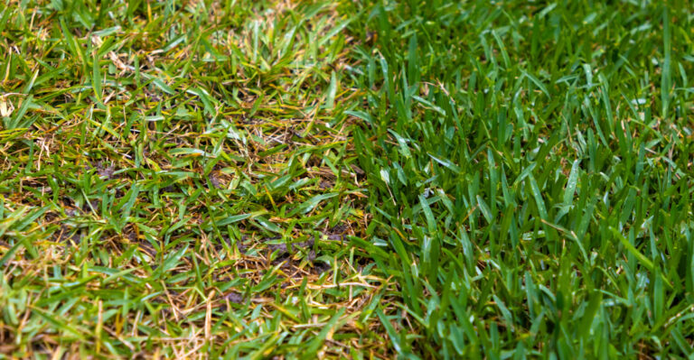 lawn