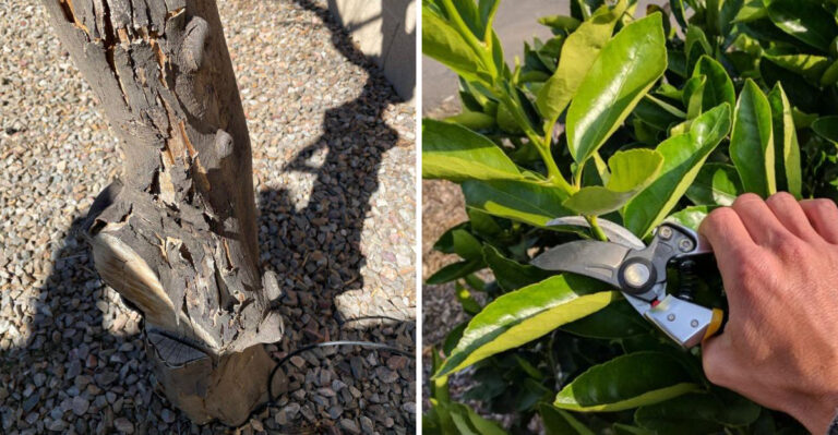 The July Mistake That Can Leave Arizona Citrus Trees Sunburned