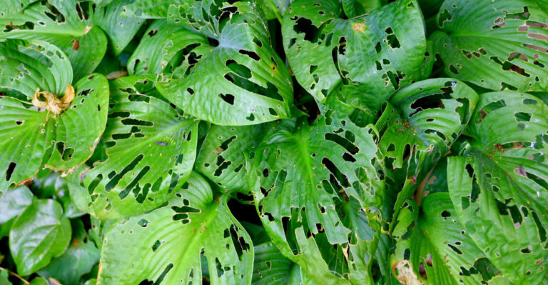 The July Step That Saves Missouri Hostas From Slugs