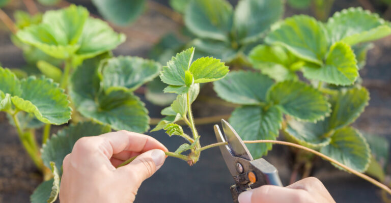 The July Strawberry Task Virginia Gardeners Use for Bigger Berries Next Year