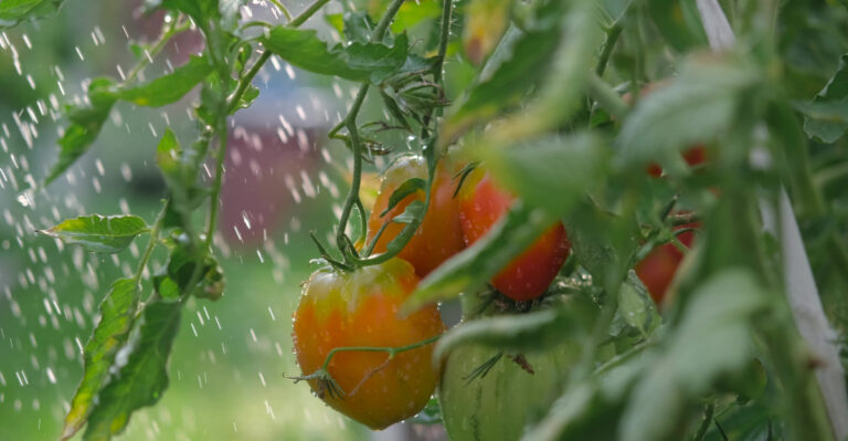 The July Tomato Watering Mistakes That Can Ruin A California Harvest
