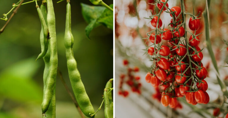 The July Vegetables New York Gardeners Should Pick Every Day For The Best Flavor