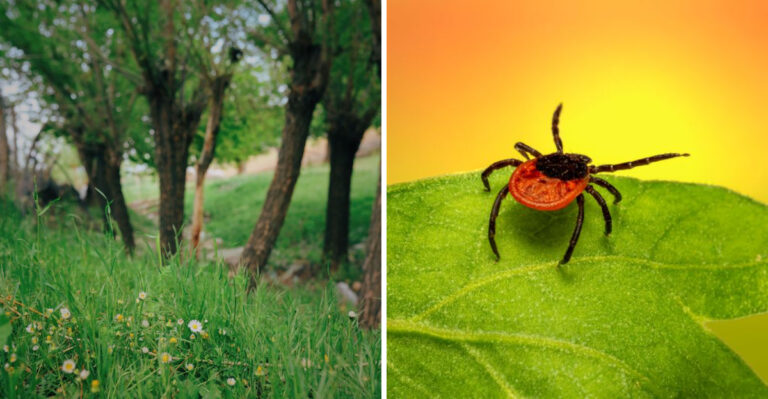 The July Yard Habits That Attract More Ticks In Virginia