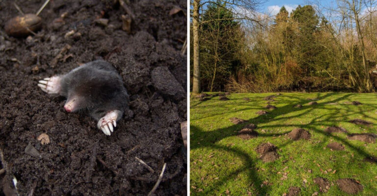 The Kentucky Yard Feature That Moles Target Every Night