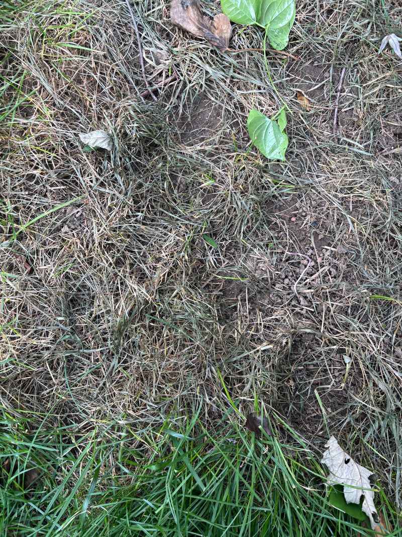The Key Is Repairing Sections, Not The Whole Lawn