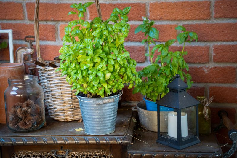 The Kitchen Herb Making Texas Porches Less Fly-Friendly