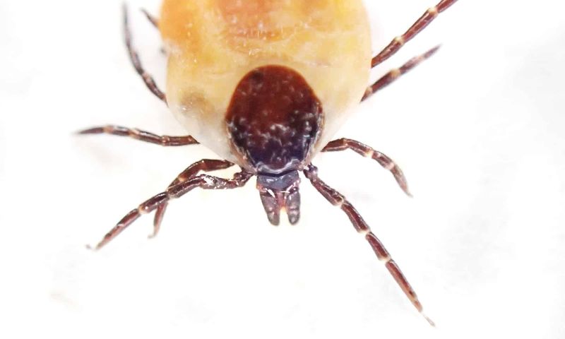 The Laboratory Study Behind The Tick Myth The Laboratory Study Behind The Tick Myth